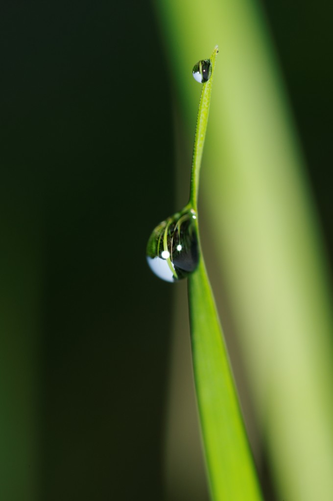 Hotbeds of photosynthesis evolution - EcoEvo@TCD