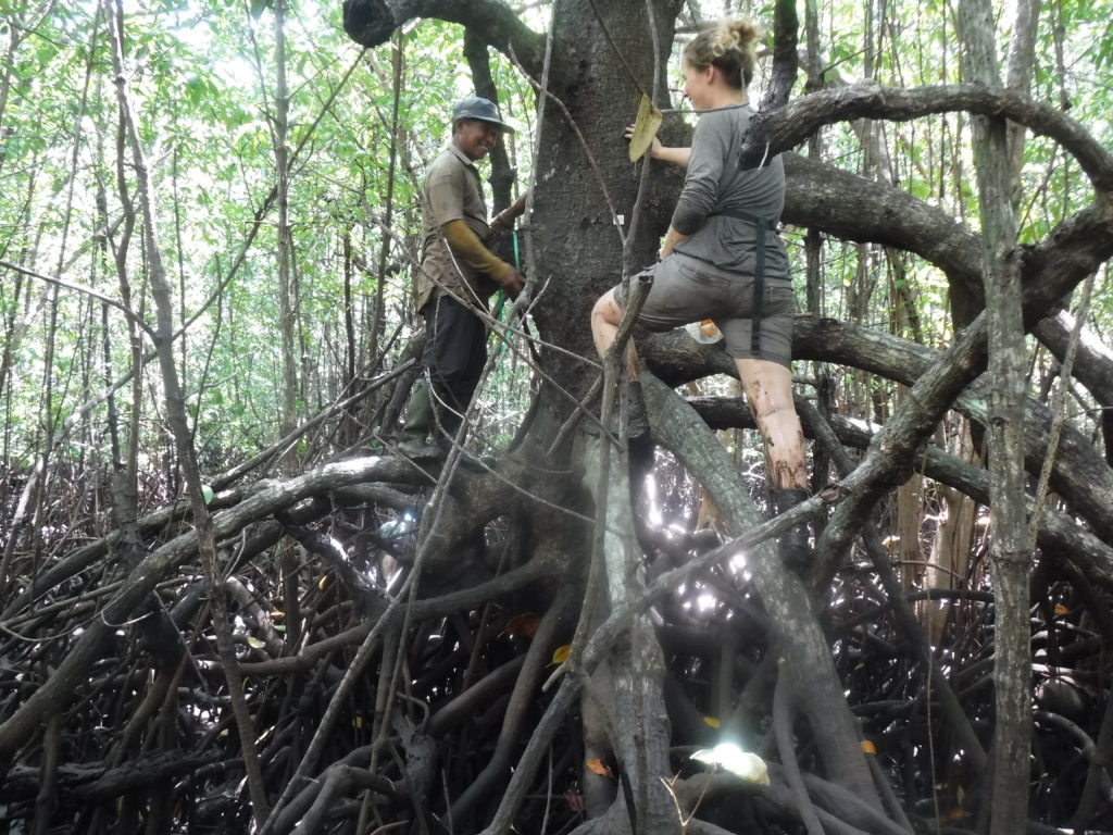 Mangrove_fieldwork2-1 - EcoEvo@TCD