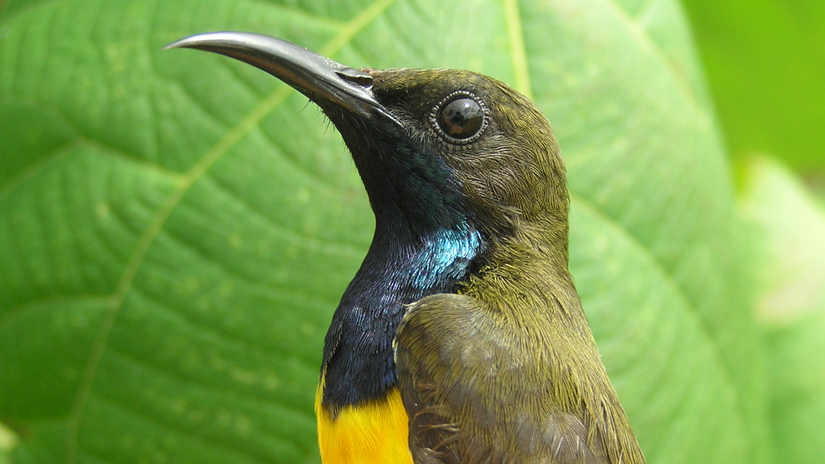 Several Beautiful New Bird Species Found On Remote Indonesian Islands
